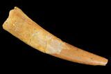Pterosaur (Siroccopteryx) Tooth - Morocco #107966-1